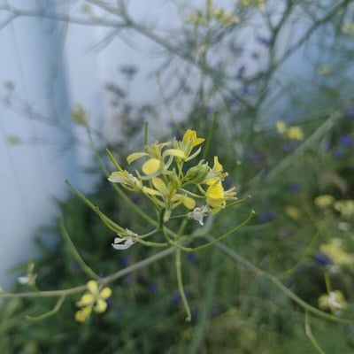 Sisymbrium altissimum — flower