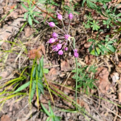 Allium cernuum — flower