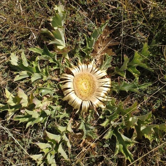 Carlina acanthifolia — flower