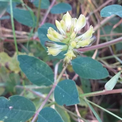 Astragalus glycyphyllos — flower