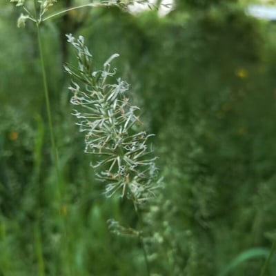 Anthoxanthum aristatum — flower