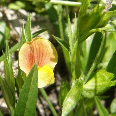 Zornia reticulata — flower