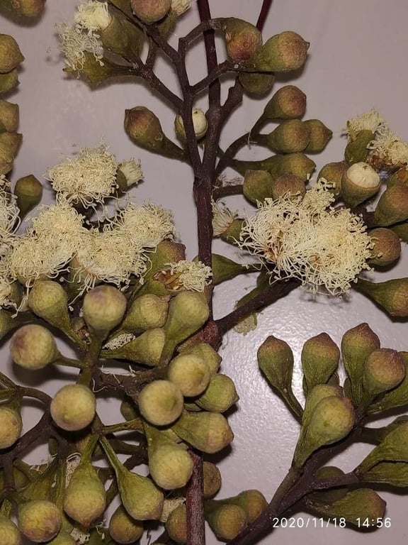 Lemonscented gum