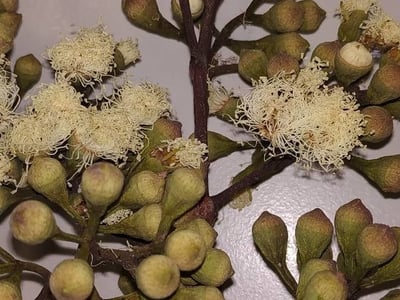 Lemonscented gum
