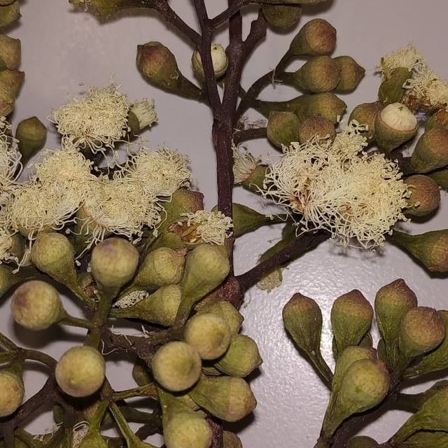 Corymbia citriodora — flower
