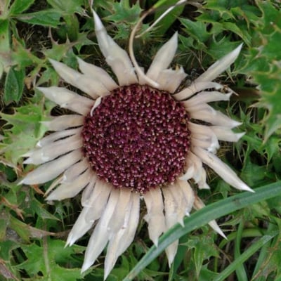 Carlina acaulis — flower