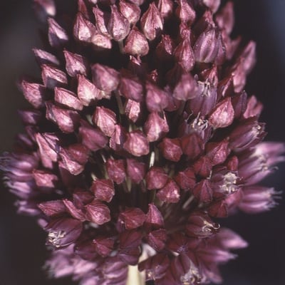 Allium rotundum — flower