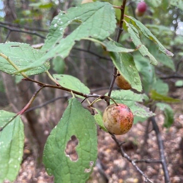 Prunus americana — leaf