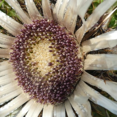 Carlina acaulis — flower
