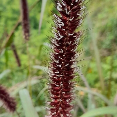 Cenchrus purpureus — flower