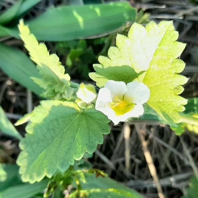Herissantia crispa — flower