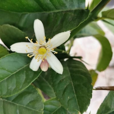 Citrus medica — flower