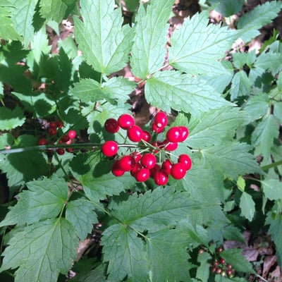 Actaea rubra — flower