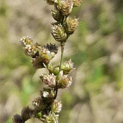 Chascolytrum subaristatum — fruit