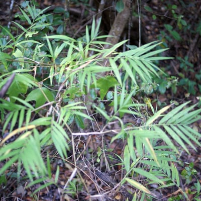 Lasiacis divaricata — leaf