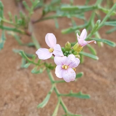 Cakile maritima — flower