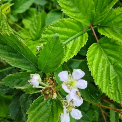 Rubus plicatus — flower