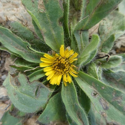 Pallenis maritima — flower