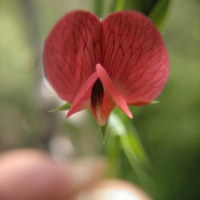 Lathyrus cicera — flower