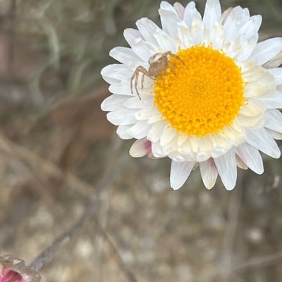 Leucochrysum albicans — flower