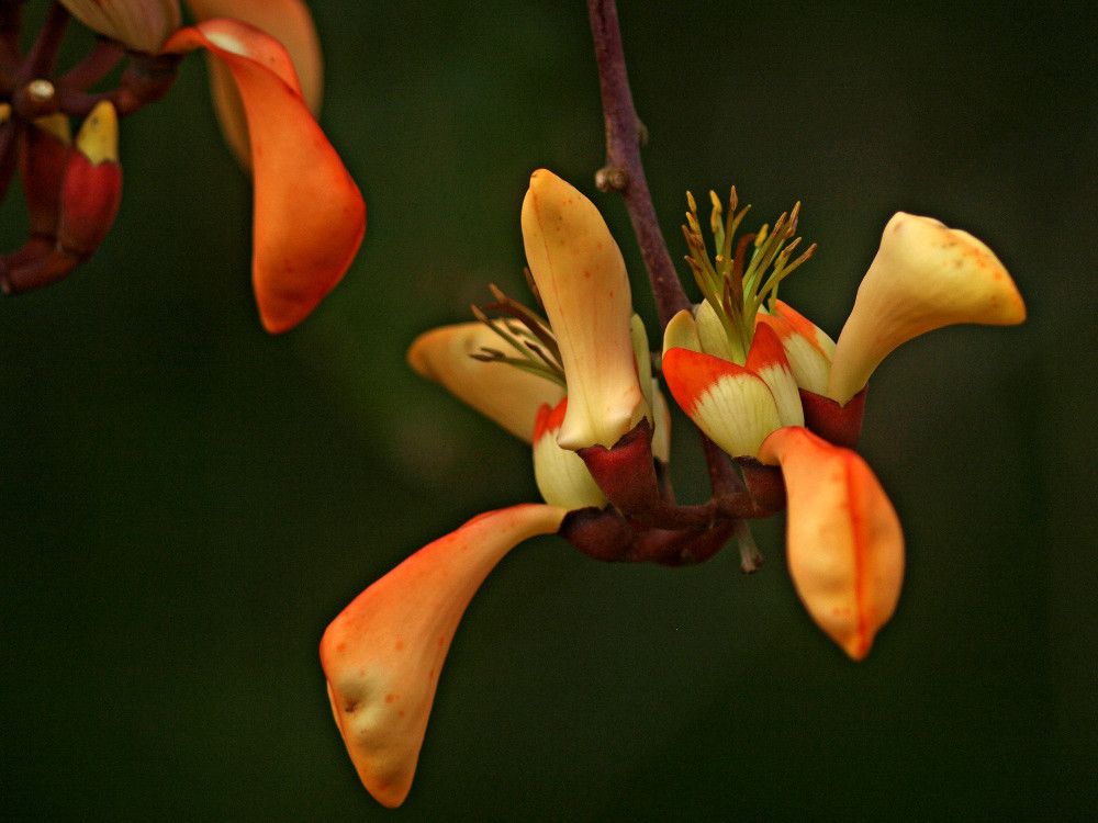 Coral-bean
