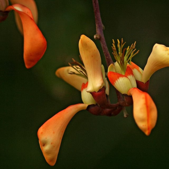 Coral-bean
