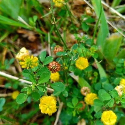 Trifolium campestre — flower