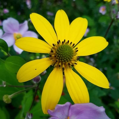 Rudbeckia laciniata — flower
