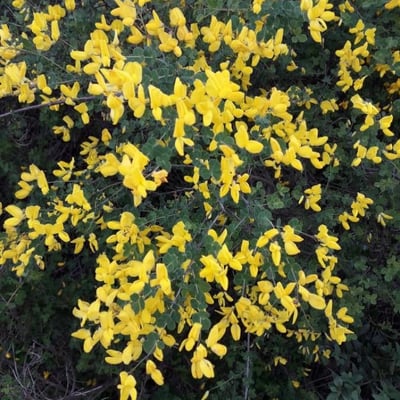 Cytisophyllum sessilifolium — flower