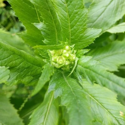 Erechtites hieraciifolius — flower