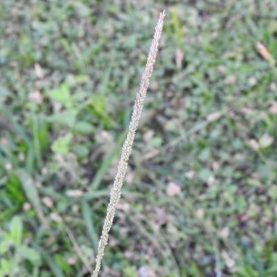 Sporobolus indicus — flower