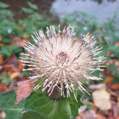 Cirsium oleraceum — flower