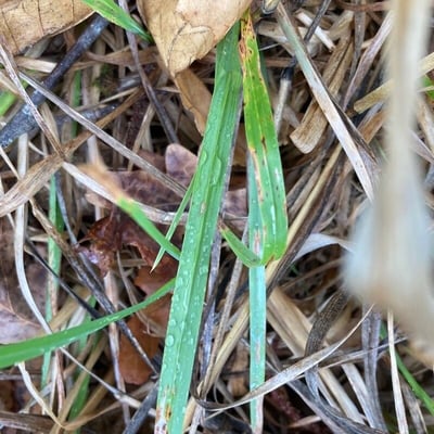 Agrostis exarata — leaf