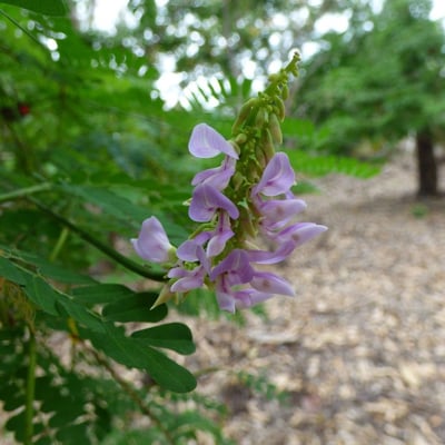 Abrus precatorius — flower
