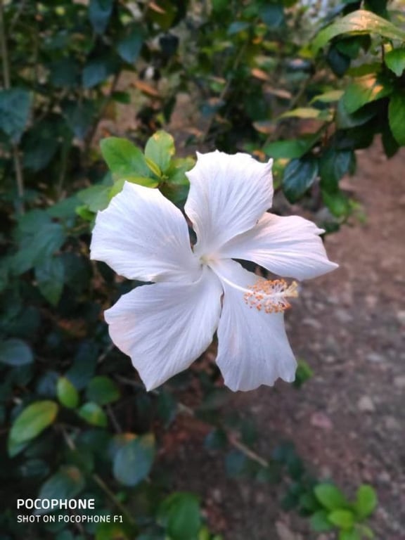 Chinese hibiscus