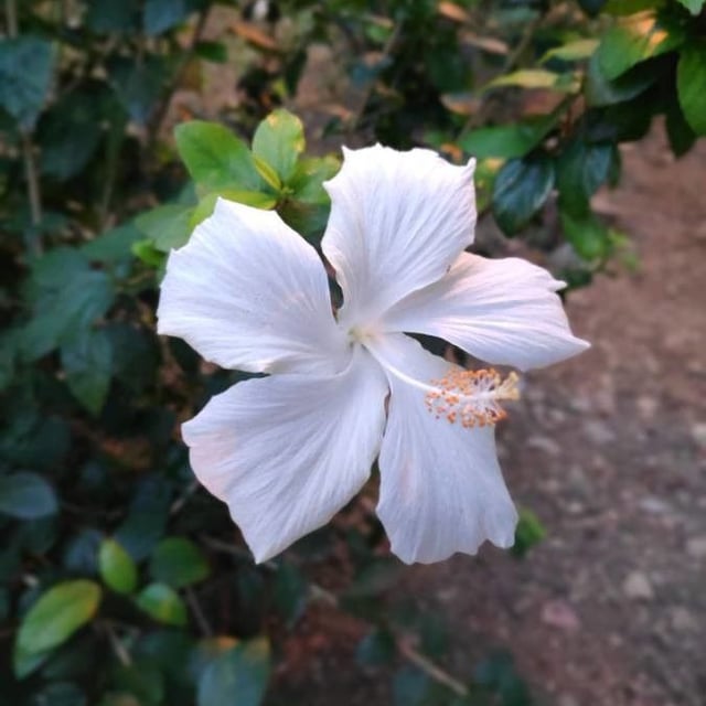 Hibiscus rosa-sinensis — flower