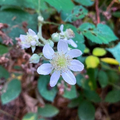 Rubus gratus — flower