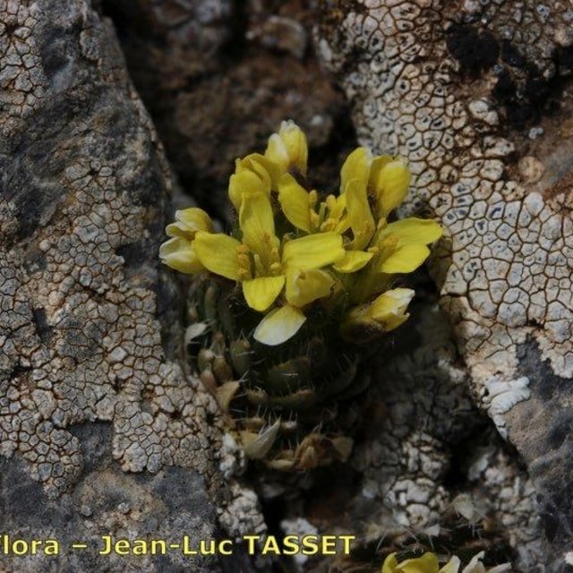 Draba hispanica — flower