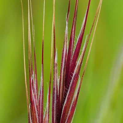 Bromus madritensis — flower