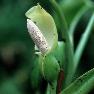 Syngonium podophyllum — flower