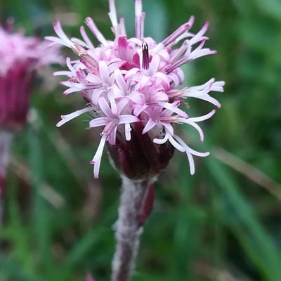 Homogyne alpina — flower
