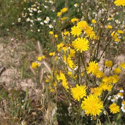 Sonchus tenerrimus — flower