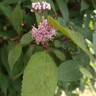 Callicarpa japonica — flower