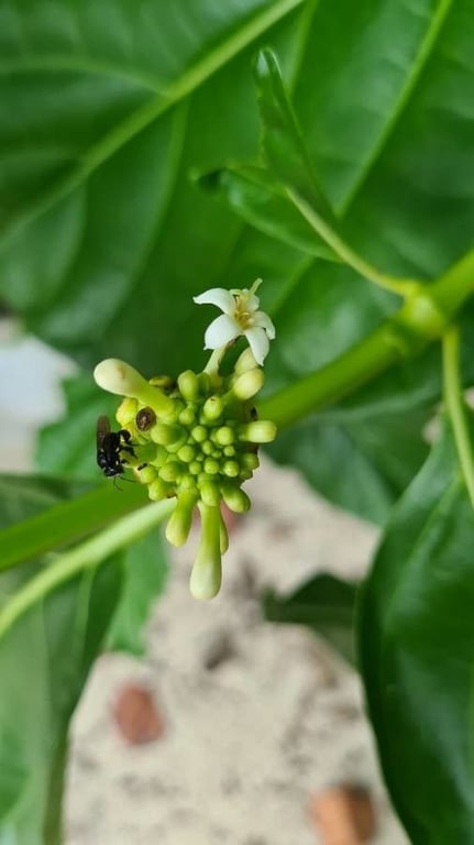 Indian-mulberry