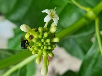 Indian-mulberry