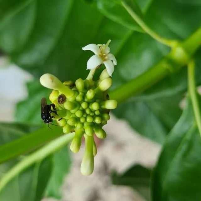 Morinda citrifolia — flower