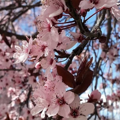 Prunus cerasifera — flower
