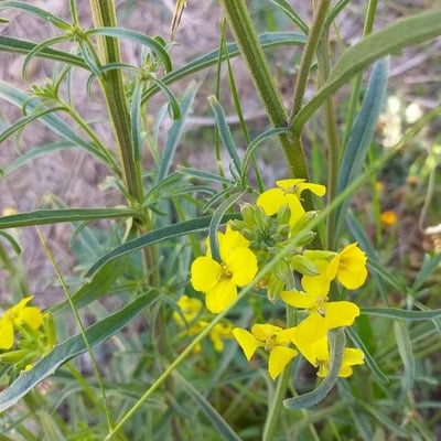 Erysimum odoratum — flower