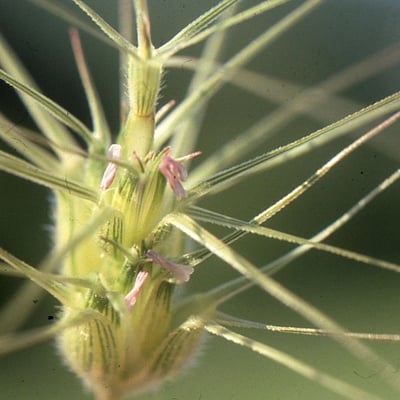 Aegilops triuncialis — flower