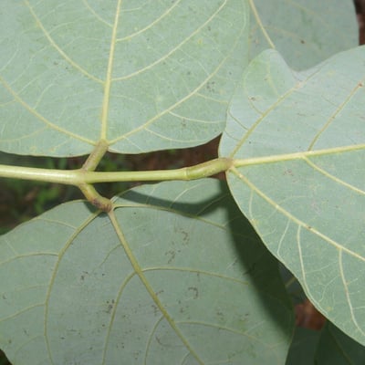 Erythrina berteroana — leaf